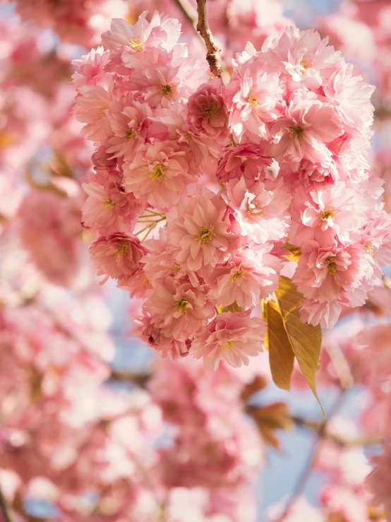 a bunch of pink flowers in the middle of a tree