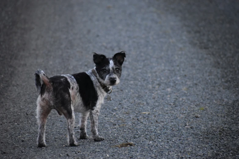 a small dog stands on the side of a road