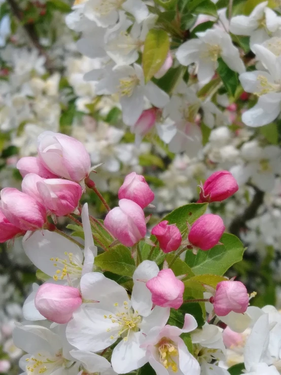 a bunch of flowers that are on the tree