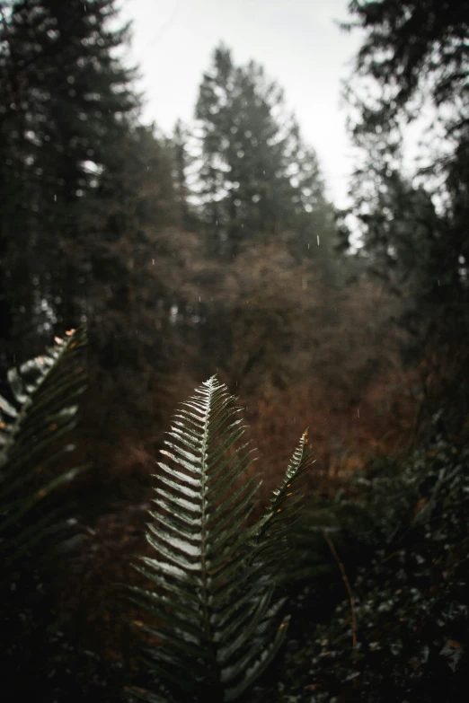 the view out of the window of the forest looking at the rain