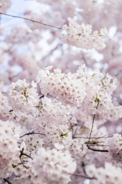 a bunch of white flowers that are on the nches