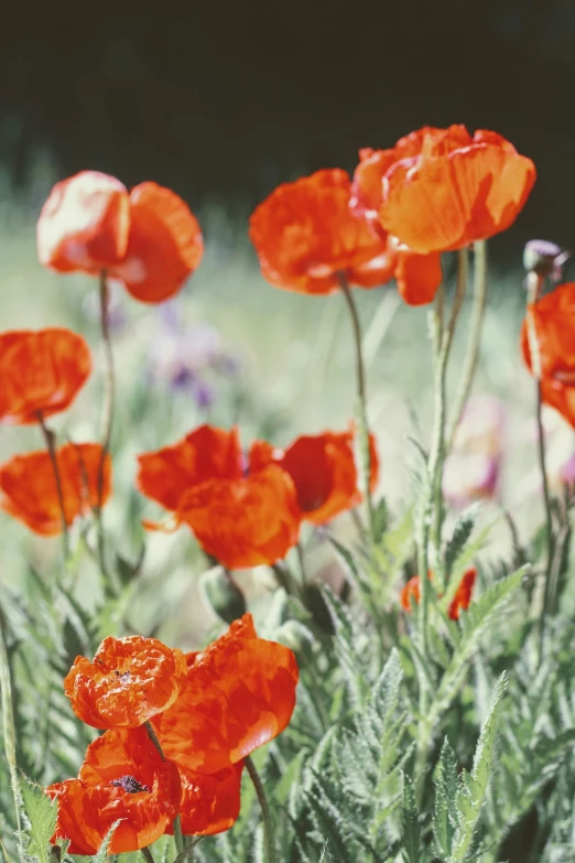 a field full of bright red flowers with green stems