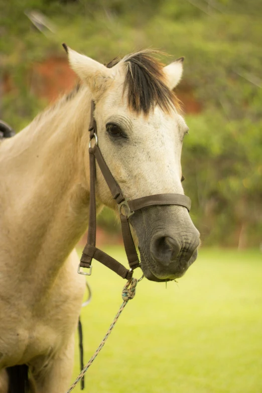 the horse has it's face looking directly at the camera