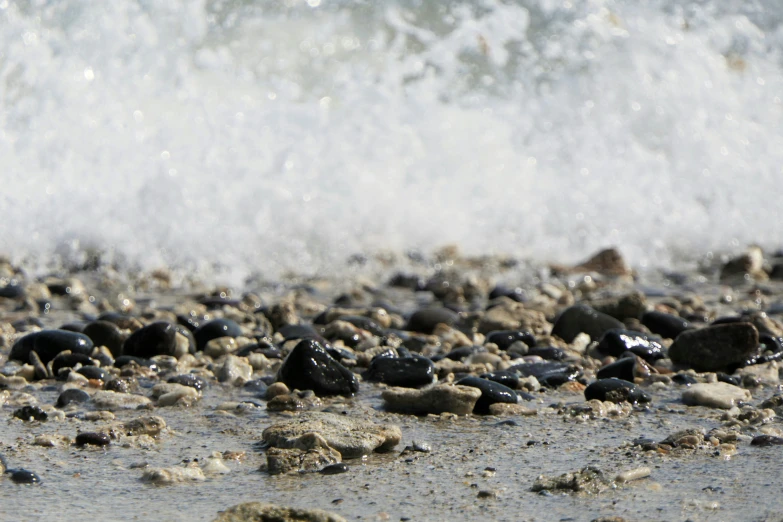 a small bird sits on the shore with a wave