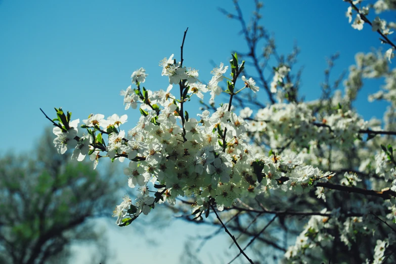 a tree filled with lots of white flowers