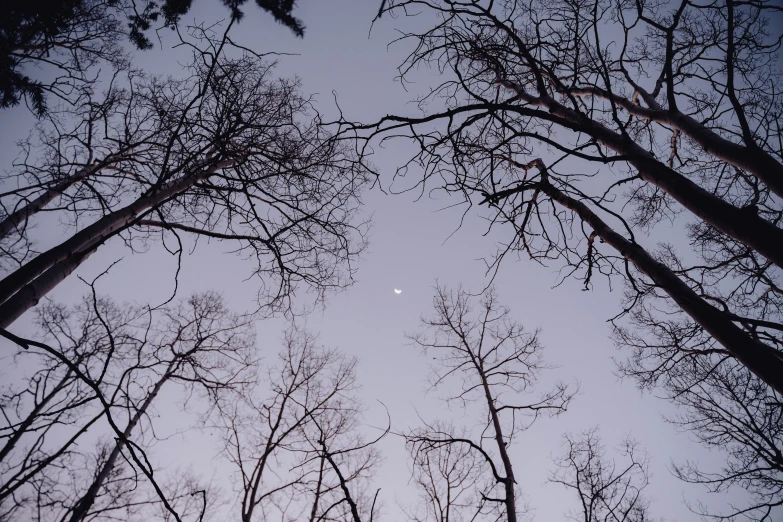 the top of a row of bare trees against a gray sky