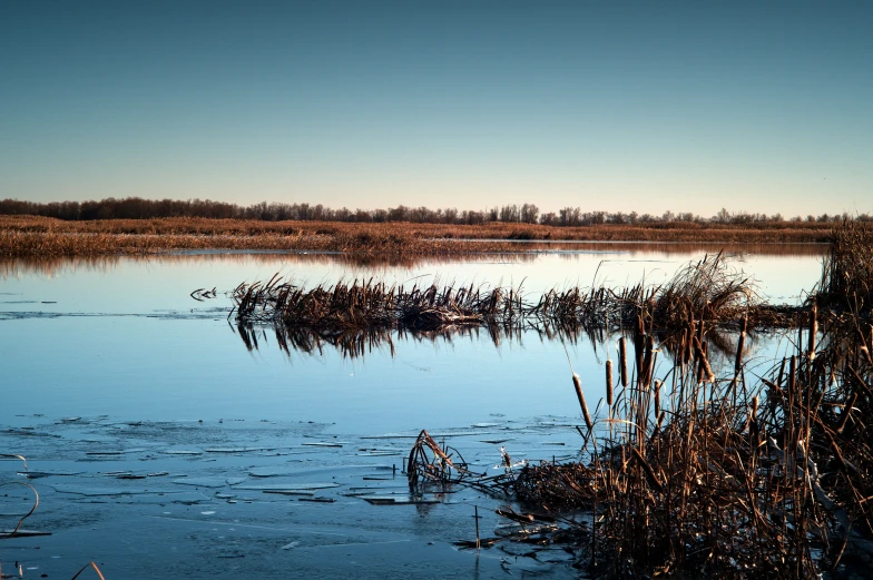 a lake with many water plants near by