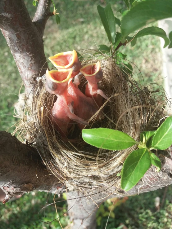 bird making nest on tree nch filled with fruit