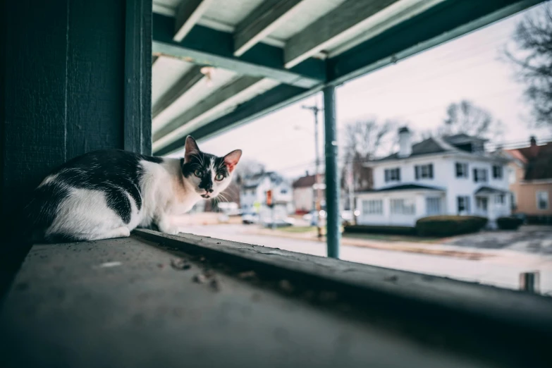 a cat laying on top of a window sill
