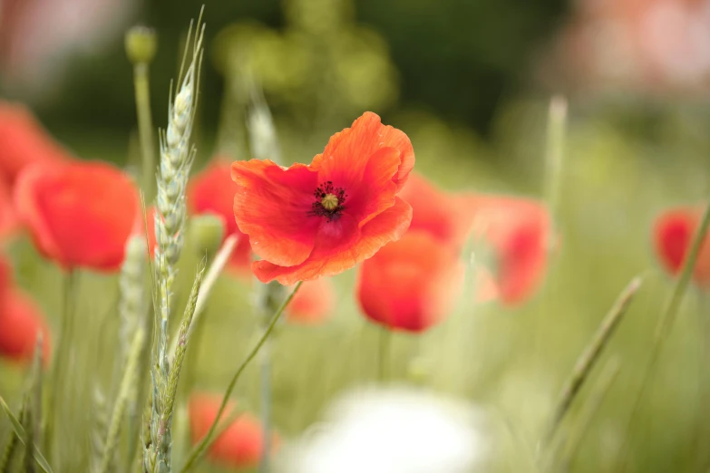 many red flowers are in the middle of a green field