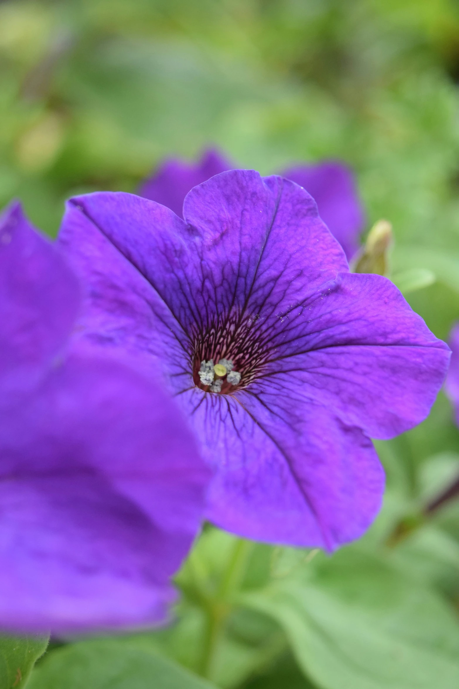 an image of a flower that is purple in color