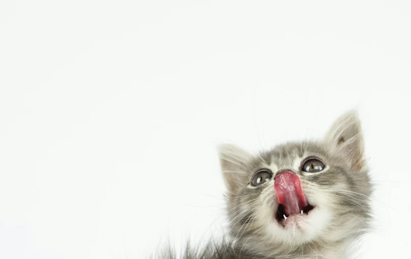 a white kitten looking surprised with its tongue out