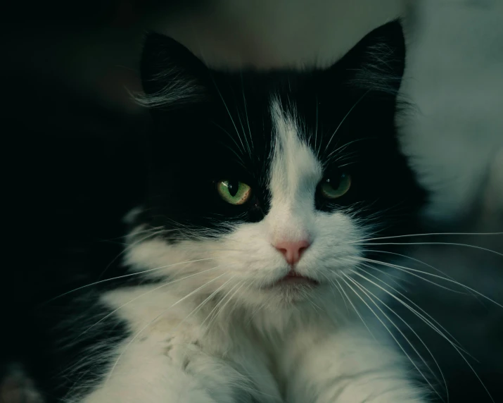 black and white cat laying down on bed