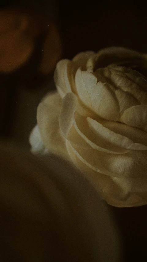 a large group of small white flowers on a bed