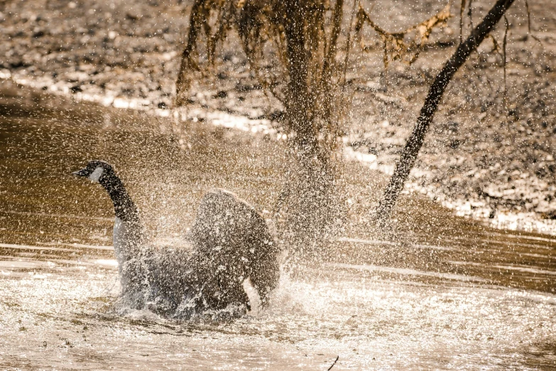 a black and white picture of a bear playing in water