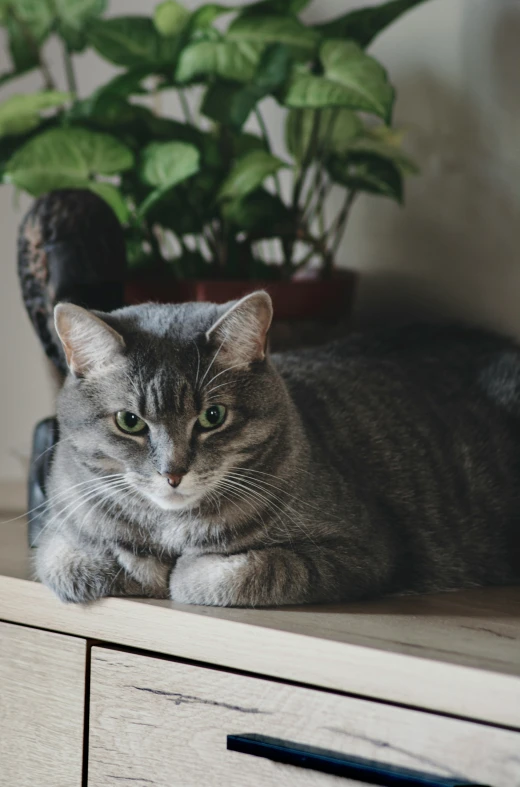 the cat is sitting on the counter next to the potted plant