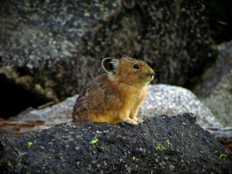 a small rodent sitting on top of a rock