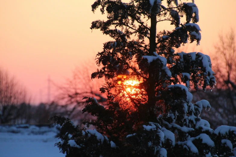 the sun is setting in the distance behind the snowy tree