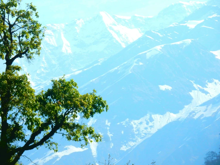 an eagle is sitting in a tree near a mountain