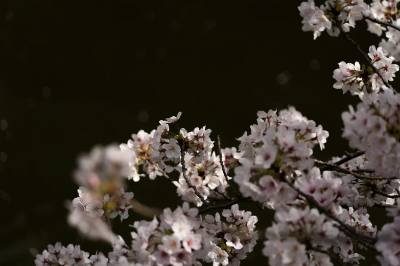 a flowered tree in the rain is shown