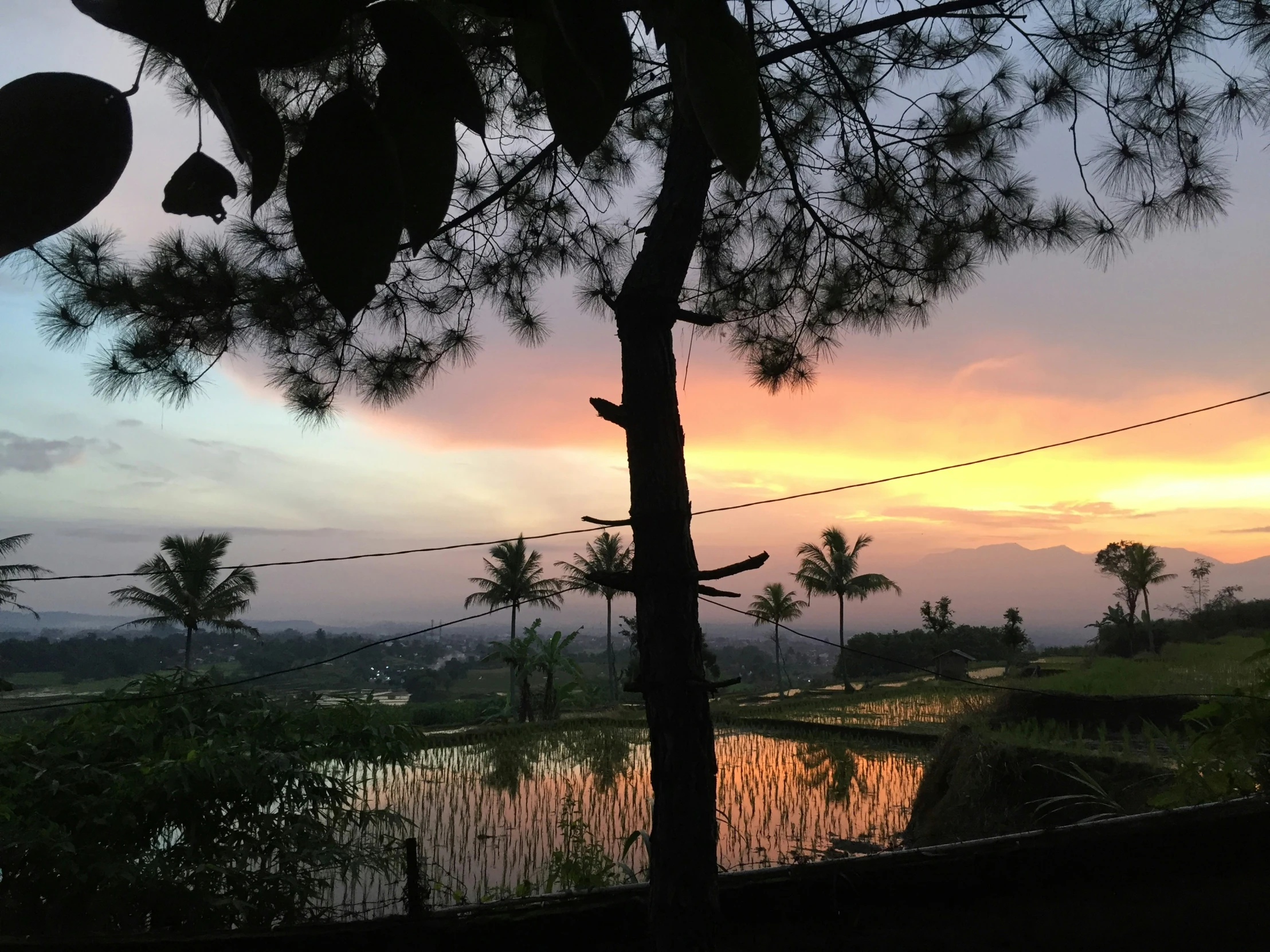 the sun is setting over a rice field