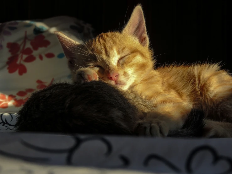 an orange cat sleeping on top of a bed