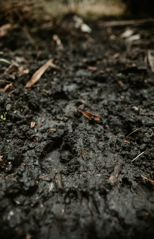 a view of the ground with only one piece of fruit in it