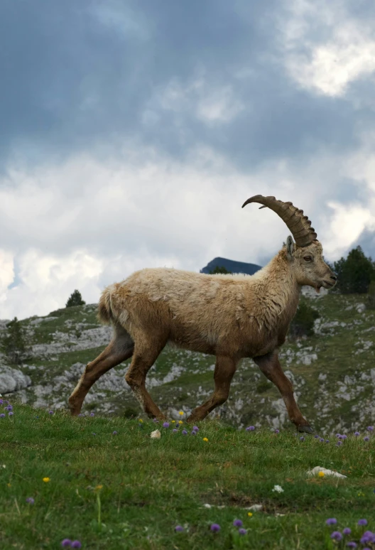 a ram walking on a grassy hill during the day