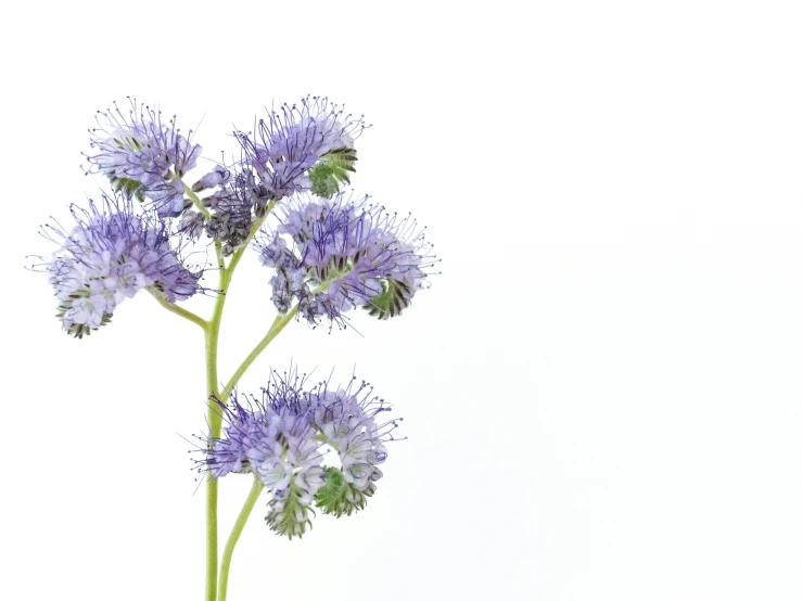 a plant that is on a table with no other plants in it