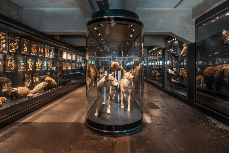 a room with stuffed animals in glass cases