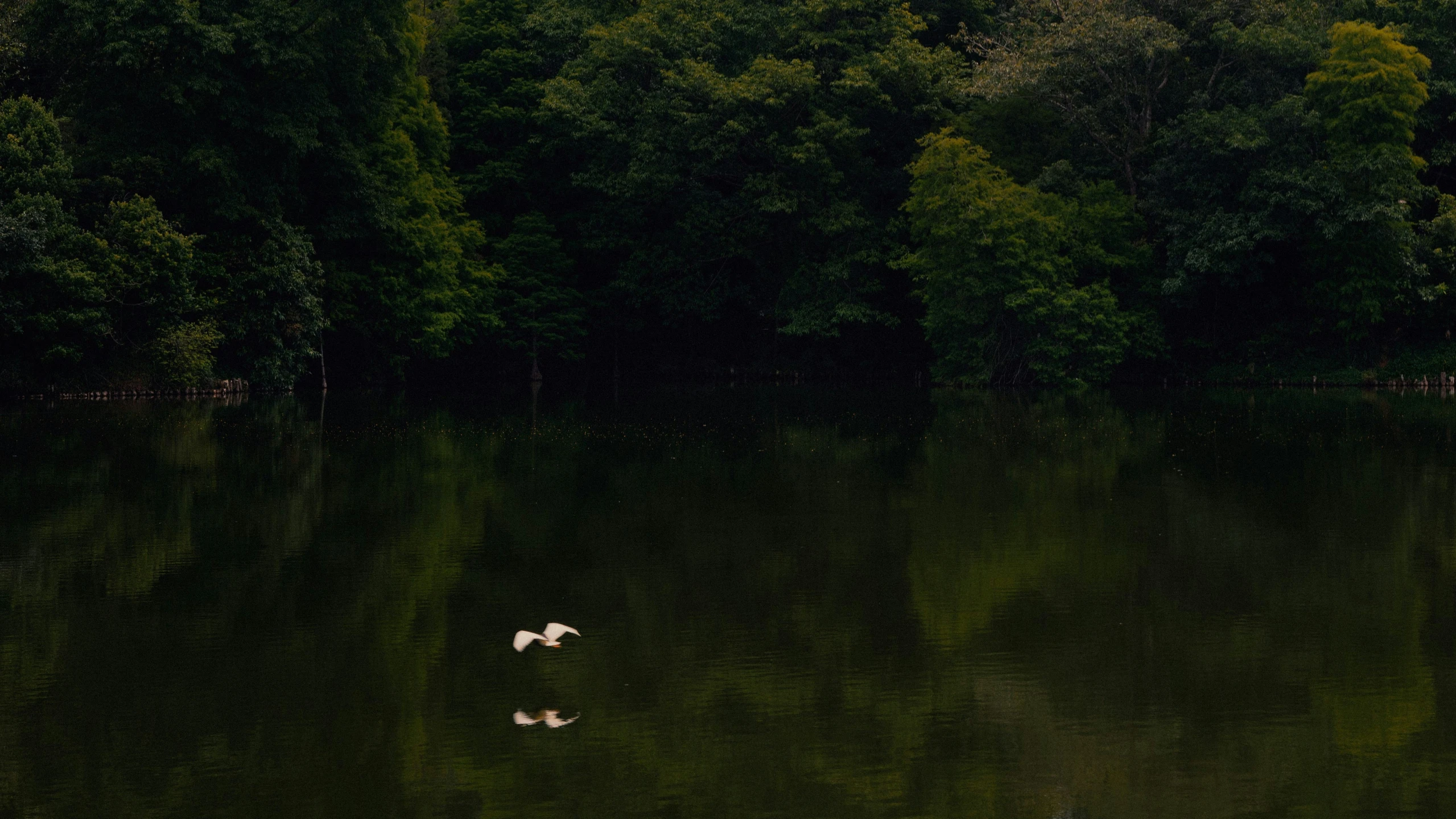 three white ducks swimming on a pond near some trees