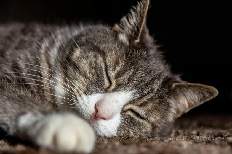 a cat sleeping on a rug in the dark