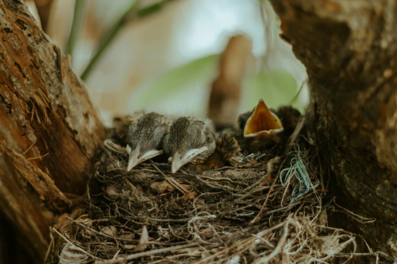 a small bird laying on top of a nest