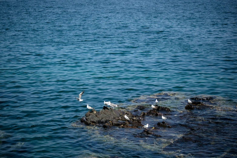 some birds are standing on rocks in the water