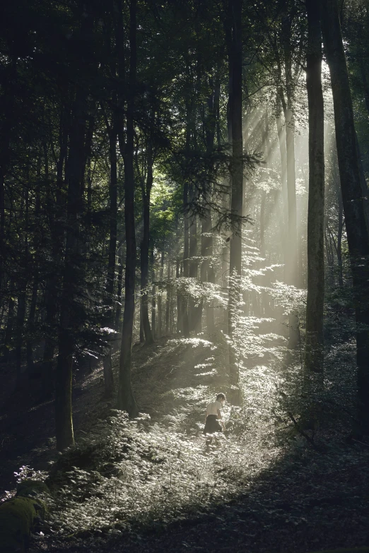 a trail in the middle of a forest with a lot of trees