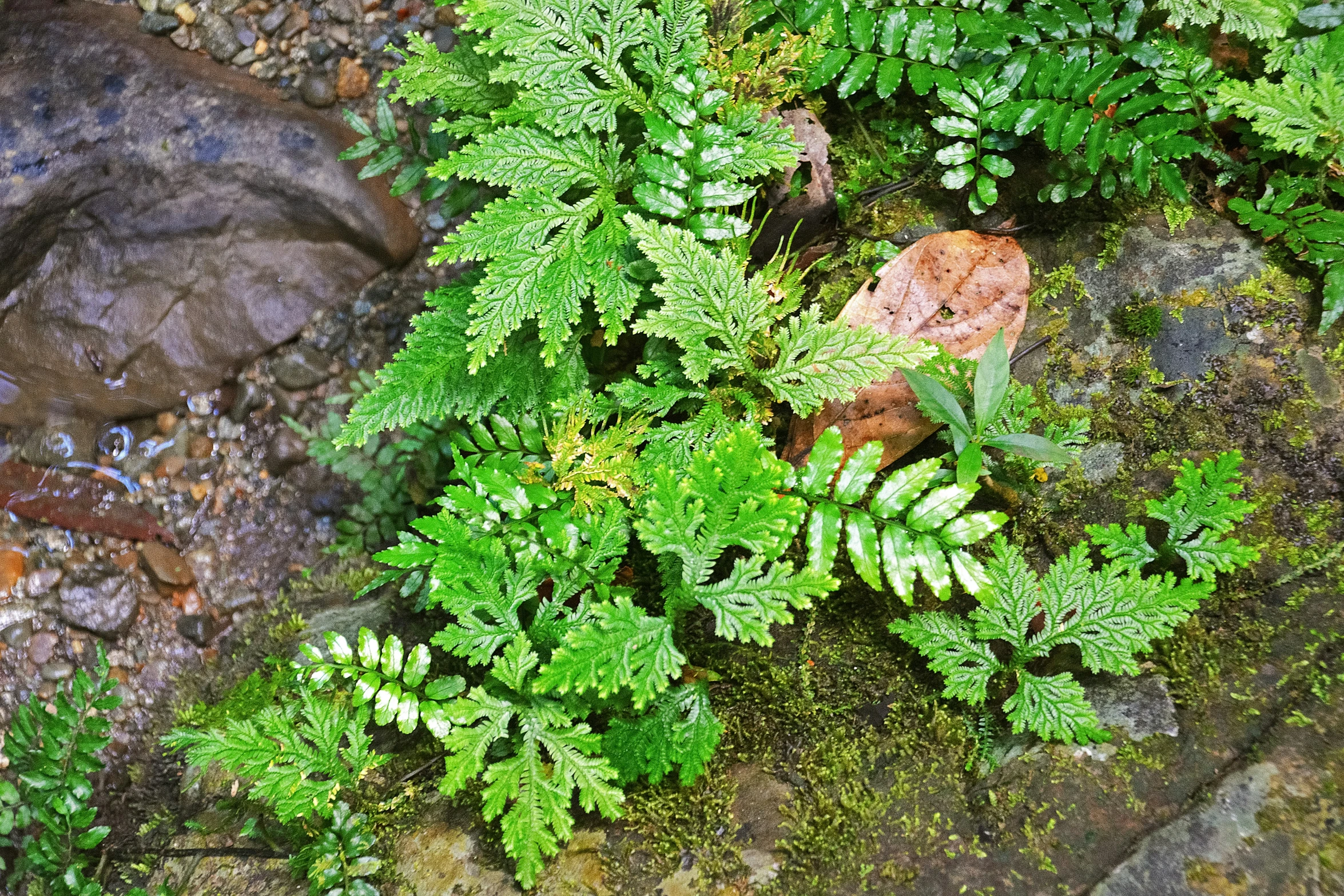 green moss covered rocks and trees with leaves