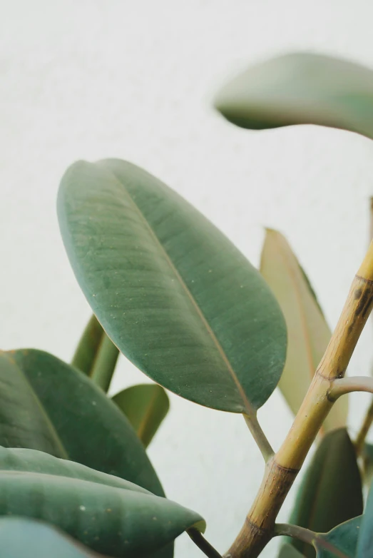 a plant with leaves on top of a white wall