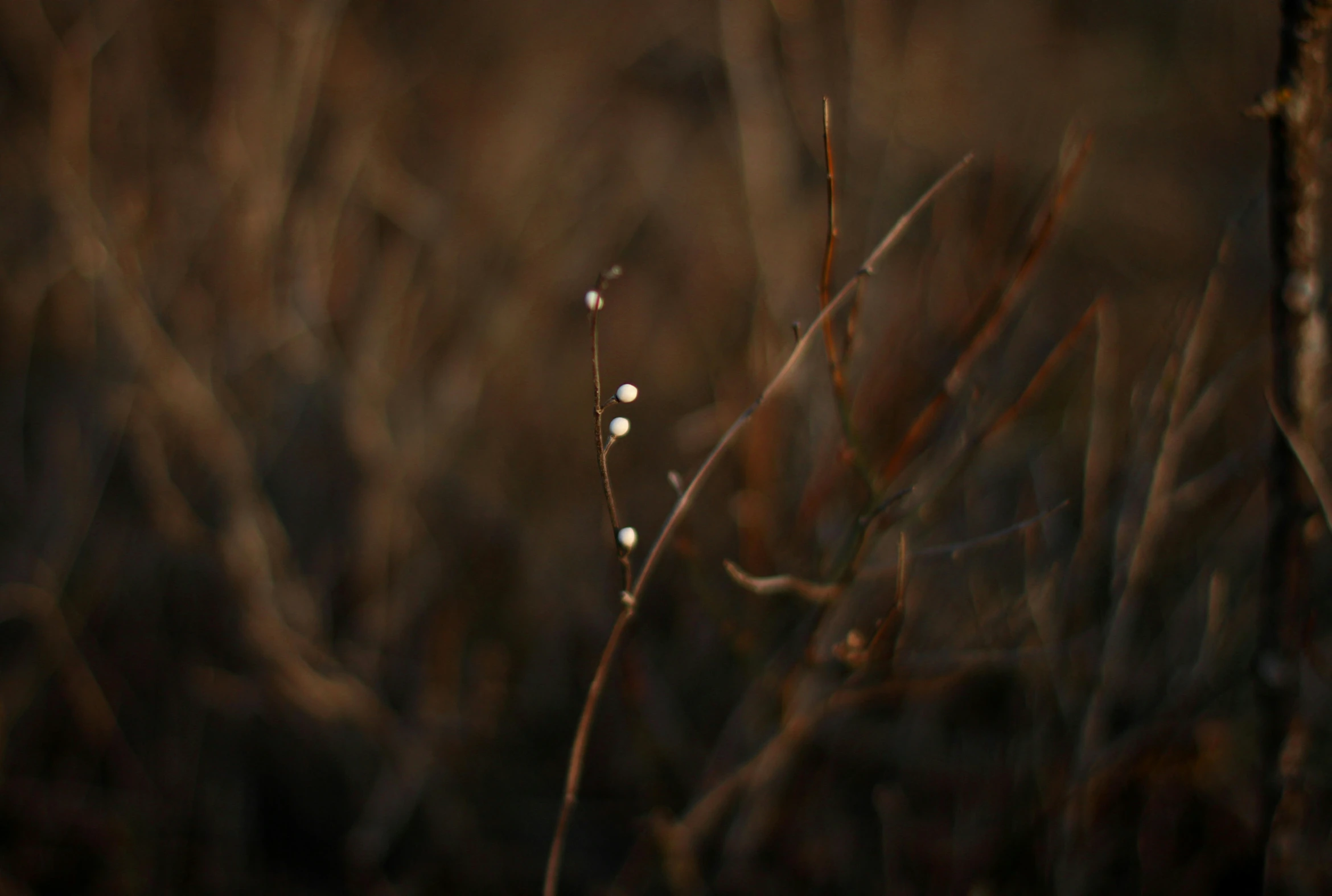 there are small droplets that are on the grass