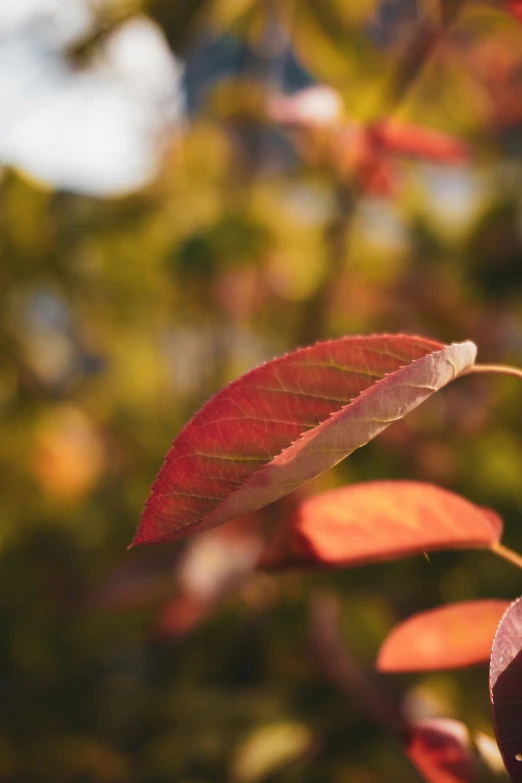 some leaves are growing and hanging on the tree