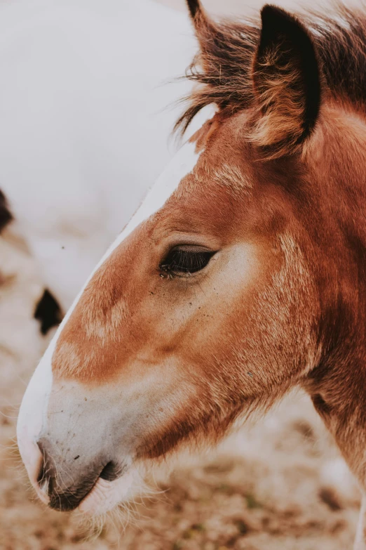 brown horse with black eyelashes and long mane