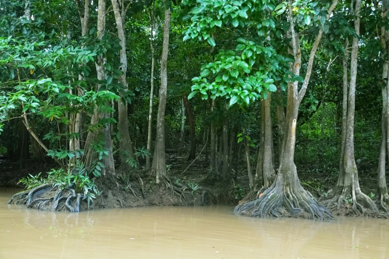 the water is muddy with large amounts of tree's