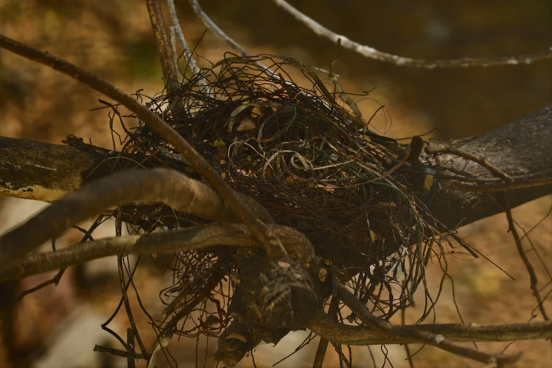 an image of an empty nest in the tree