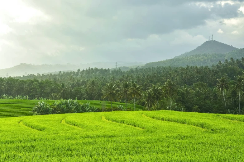 the rice field is covered with small trees and bushes