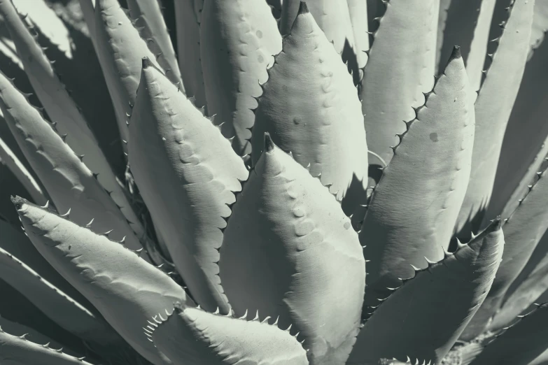 an up close black and white image of some plants