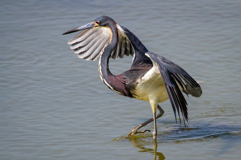 a bird with it's wings open standing in water