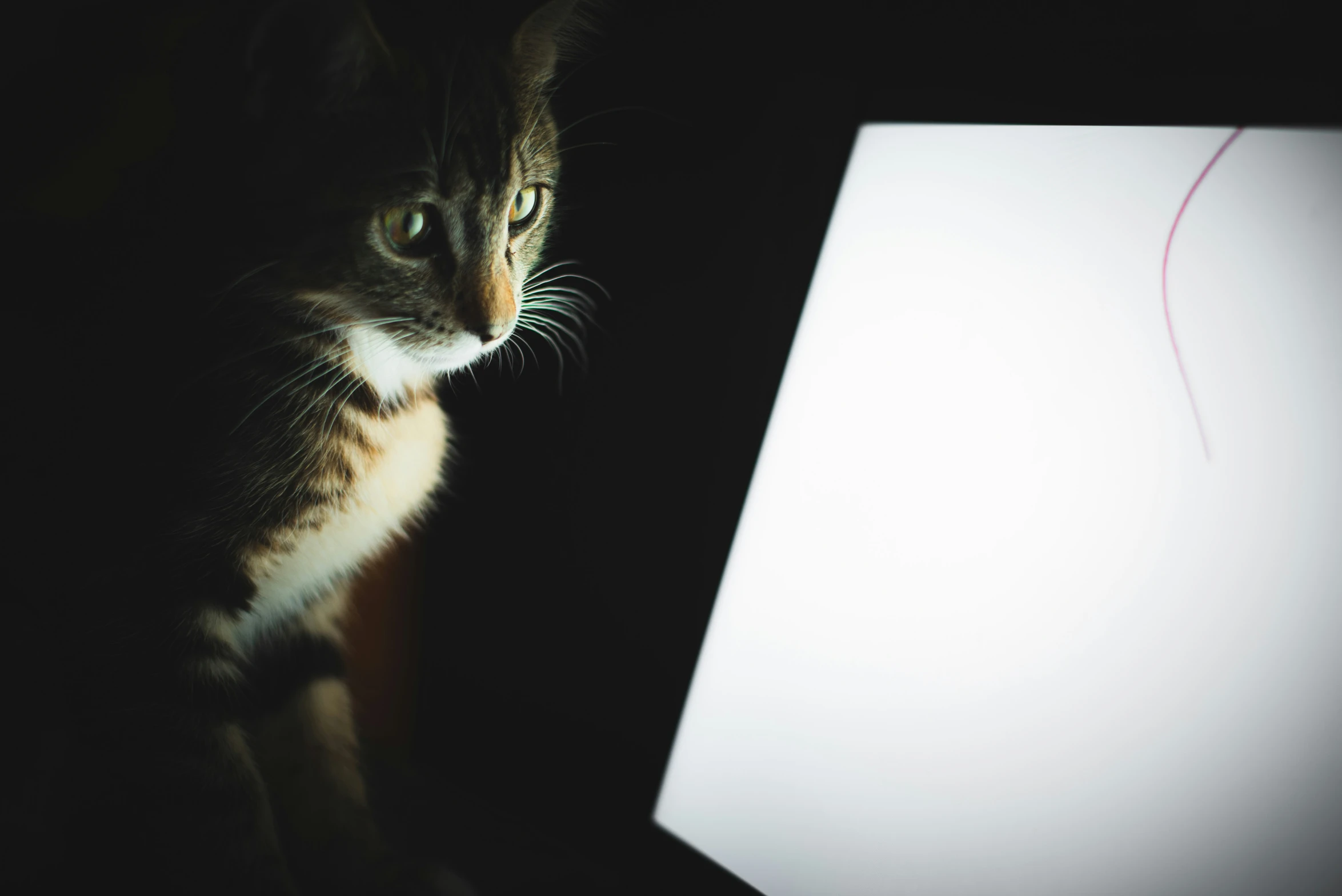 a cat sitting in the darkness by a computer screen