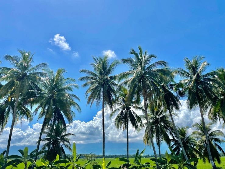 a field filled with palm trees under a bright blue sky