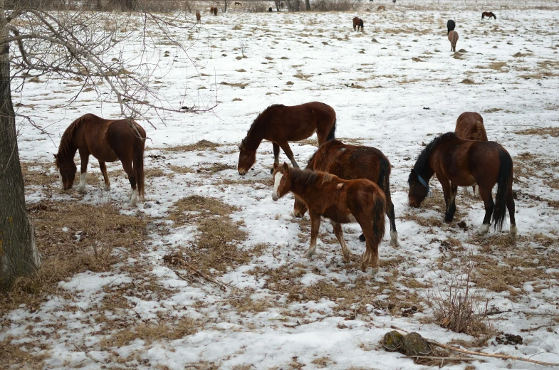 horses are grazing in the snow on a cold day