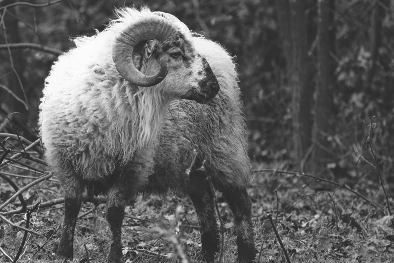 a sheep with horns standing next to a forest