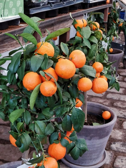 there are several potted orange trees in each